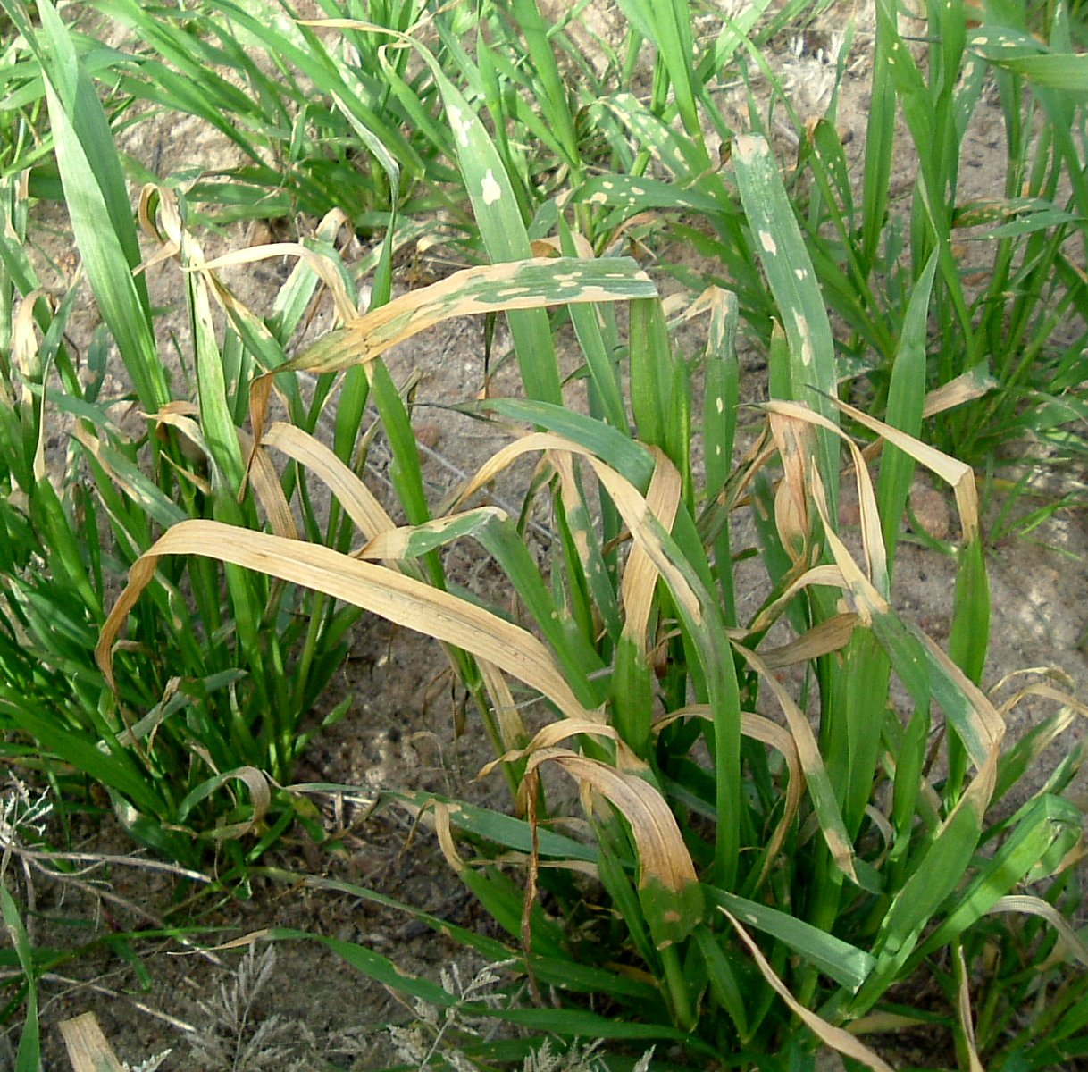 UAN toxicity