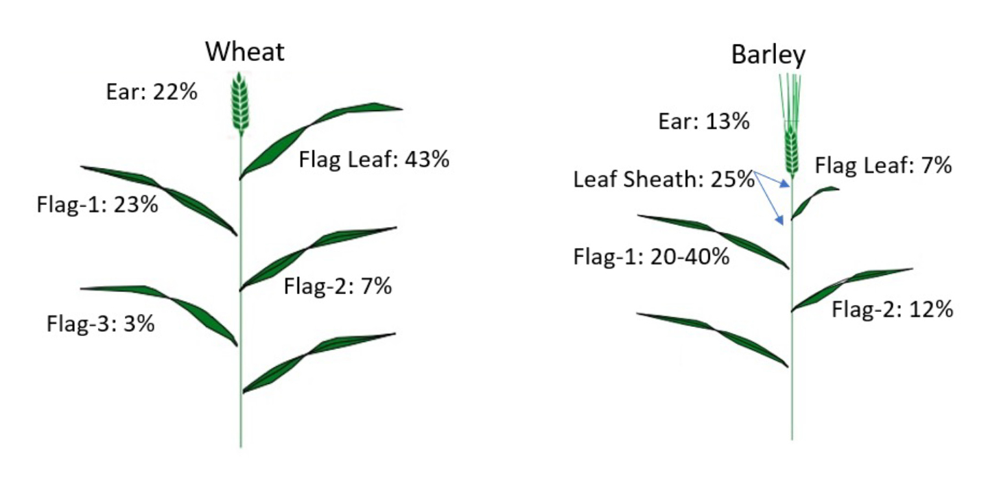 Wheat & Barley plant ear & flag leaves